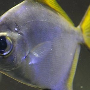 Monodactylus argenteus