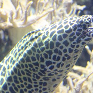 Gymnothorax favagineus