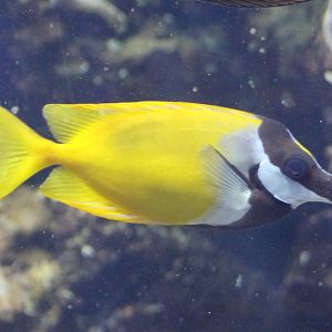 Siganus unimaculatus