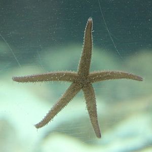 Sea-star sp.