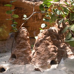 Meerkat enclosure