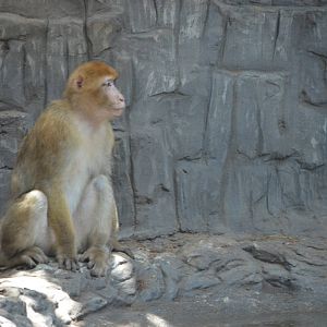 Barbary ape