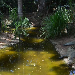 Crocodile enclosure