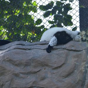 black and white ruffed lemur
