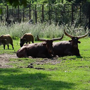 Bos taurus taurus watusi / Potamochoerus porcus