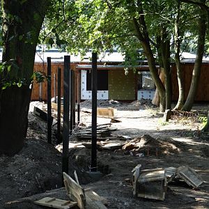 Construction of the pavilion for Okapia johnstoni