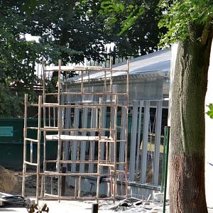 Construction of the pavilion for Okapia johnstoni