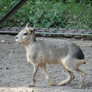 Dolichotis patagonum