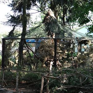 Aviary of Callosciurus prevostii