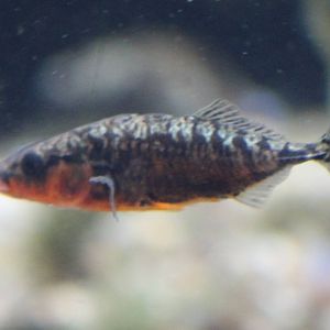 Three-spined stickleback