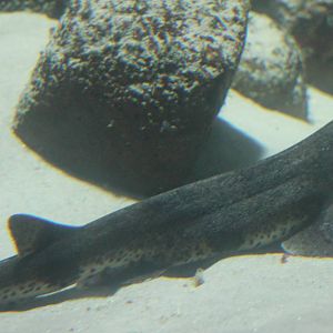 Small shark-species