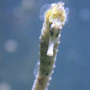 Slender seahorse