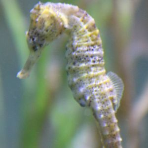 Slender seahorse