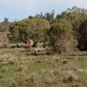 Emu with chicks