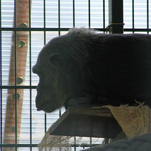 Chimpanzee