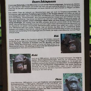 Name-signs of the Chimps
