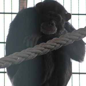 Chimpanzee