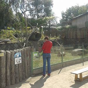 Coati-enclosure