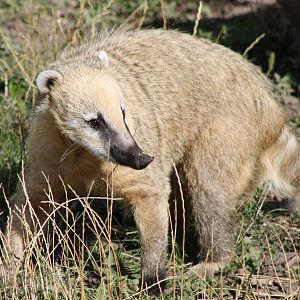 Coati