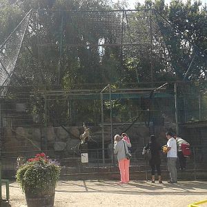 Barbary monkey-enclosure