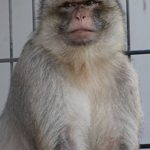 Barbary monkey male