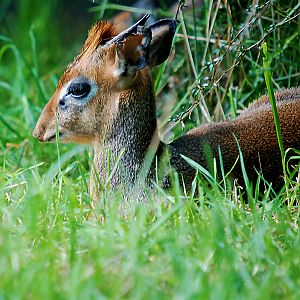 DIK DIK