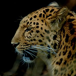 AMUR LEOPARD