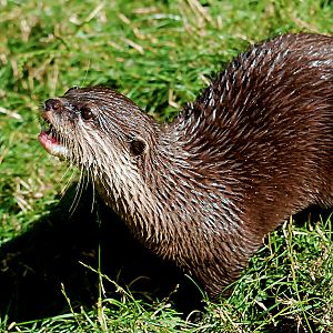 ASIAN SHORT CALWED OTTER