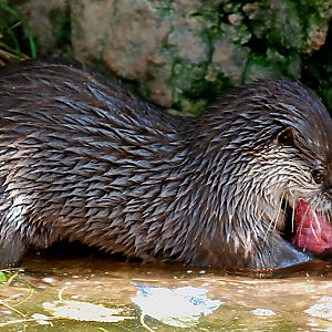 ASIAN SHORT CLAWED OTTER