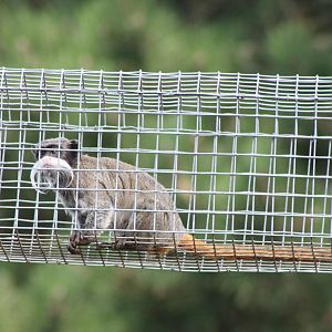 Emperor tamarin