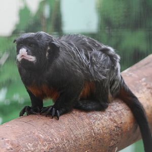 Red-bellied tamarin