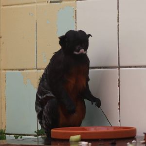 Red-bellied tamarin