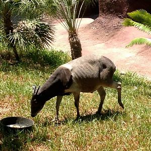Jentinks duiker (Cephalophus jentinki)