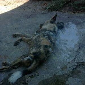 African wild dog (Lycaon pictus)