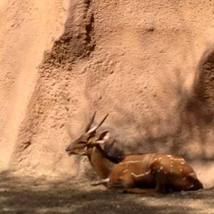 West African bushbuck (Tragelaphus scriptus scriptus)