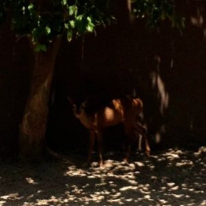 Central american red brocket (Mazama temama)