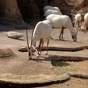 Arabian oryx (Oryx leucoryx)