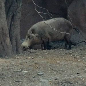 Bornean bearded pig (Sus barbatus barbatus)