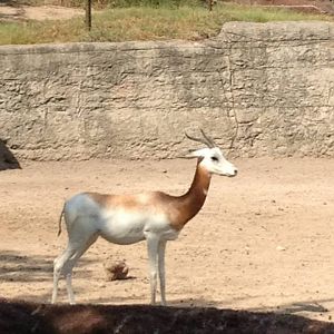 Nubian red-necked gazelle (Nanger dama ruficollis)