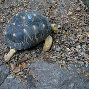 Radiated tortoise (Astrochelys radiata)