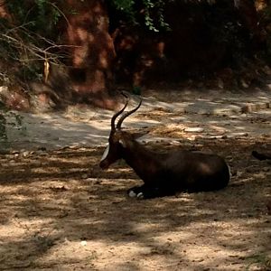 Bontebok (Damaliscus pygargus pygargus)