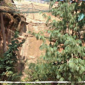 Snow Leopard enclosure