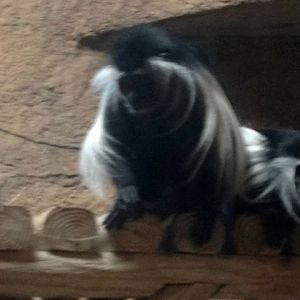 Angolan colobus (Colobus angolensis)