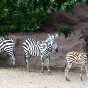 Grants zebra (Equus quagga boehmi)
