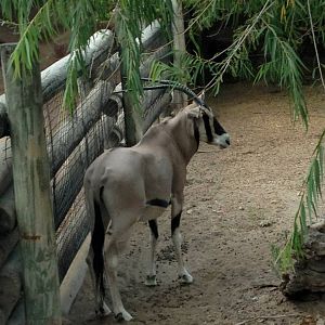 Beisa oryx (Oryx beisa beisa)