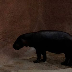 Pygmy hippo (Choeropsis liberiensis)