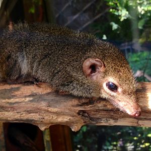 Common Tree Shrew