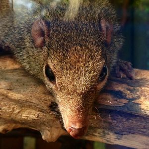 Common Tree Shrew