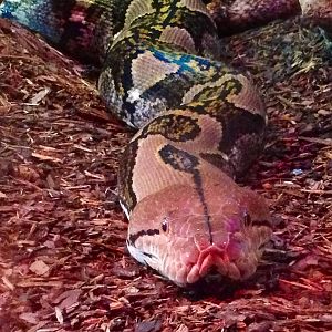 Reticulated Python