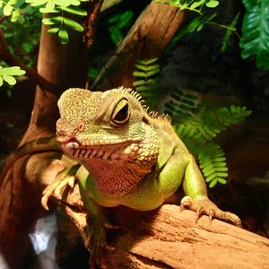 Green Water Dragon